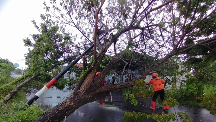 Hujan disertai angin di Pamekasan akibatkan pohon tumbang rumah warga rusak