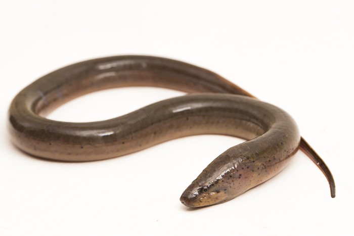 Ilustrasi belut  sawah (Monopterus albus) atau Asian swamp eel