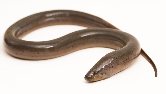 Ilustrasi belut  sawah (Monopterus albus) atau Asian swamp eel