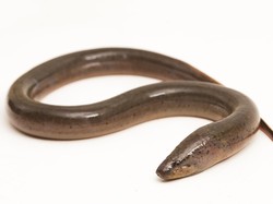 Belut Itu Ular atau Ikan? Ini Jawaban Ilmiahnya