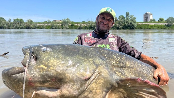 Pemancing Alessandro Biancardi dan tangkapannya lele Wels raksasa di Sungai Po, Italia