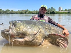 5 Rekor Ikan Lele Terbesar di Dunia, Bisa Sebesar Orang