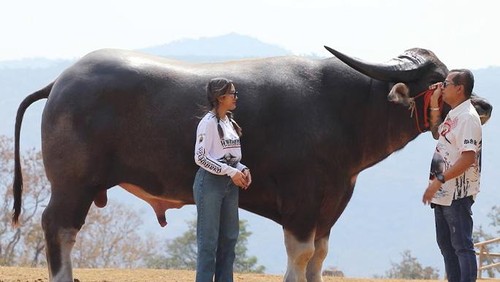 King Kong, kerbau tertinggi di dunia