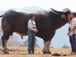 King Kong, Kerbau yang Pecahkan Rekor Tertinggi di Dunia