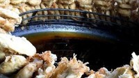 Di Pademangan Timur ada Pisang Goreng Pontianak Atong yang terkenal kelezatannya. Harganya dari Rp 5.000 saja. Foto: Site Culinary/Visual