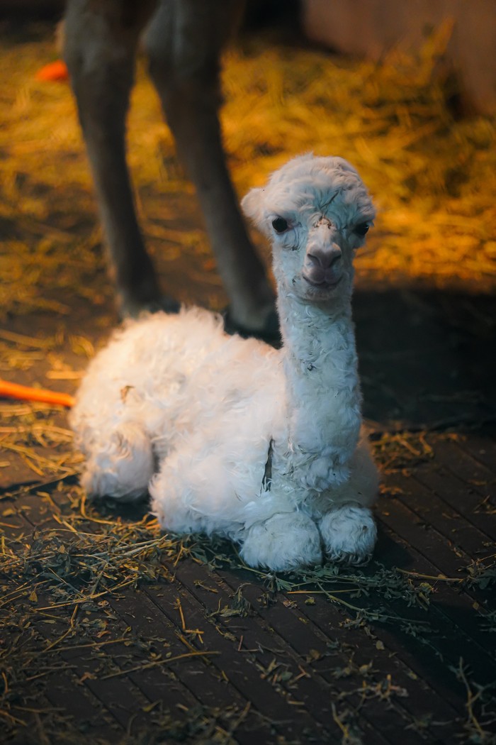 Lahir di Hari Valentine, Bayi Alpaca di Batu Secret Zoo Diberi Nama Valentina