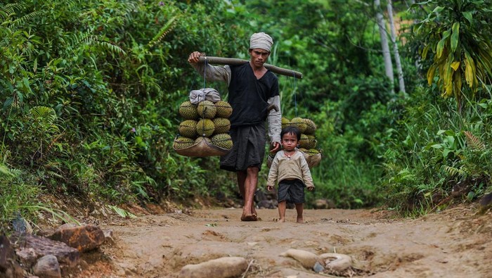 Seorang bapak Suku Badui Dalam ditemani anaknya memikul durian hasil panen untuk dijual di Cijahe, Lebak, Banten, Minggu (16/2/2025). Pemerintah adat Suku Badui menutup kawasan wisata Budaya Badui Dalam untuk tidak dikunjungi wisatawan karena adanya gelaran ritual adat Kawalu secara tertutup selama tiga bulan yang dilaksanakan pada 1 Februari hingga 3 Mei 2025. ANTARA FOTO/Muhammad Bagus Khoirunas/Spt.