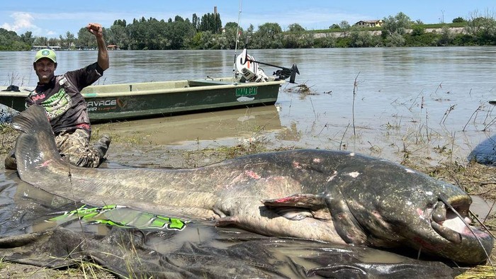 Pemancing Alessandro Biancardi dan tangkapannya lele Wels raksasa di Sungai Po, Italia