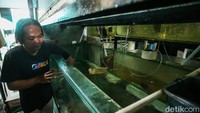 Budi daya ikan dengan nama Thiara Fish Akuarium itu dimulai sejak 1992 silam.  