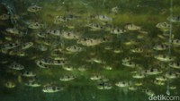 Kini Onin telah memiliki 200 akuarium untuk membudidayakan berbagai jenis ikan hias.  