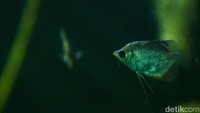Ikan yang dibudidayakan seperti man platinum, denisoni, dawkinsia, ebjd, black ghost, blue panchax, gardneri, yellow pancax, garra ruffa, garra rufa, blue tang, blue lerry, flame tetra, flame tetra, monoculus, hingga sterbai.  