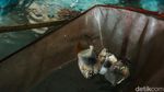 Mantap! Ikan Hasil Budi Daya di Bekasi Ini Tembus Pasar Luar Negeri