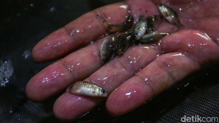 Onin (50), telah sukses membudidayakan berbagai jenis ikan hias di Jaka Setia, Kota Bekasi, Jabar. Ikan-ikan yang dibudidayakan itu diekspor ke luar negeri.