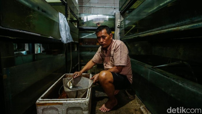 Onin (50), telah sukses membudidayakan berbagai jenis ikan hias di Jaka Setia, Kota Bekasi, Jabar. Ikan-ikan yang dibudidayakan itu diekspor ke luar negeri.
