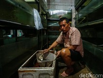 Mantap! Ikan Hasil Budi Daya di Bekasi Ini Tembus Pasar Luar Negeri