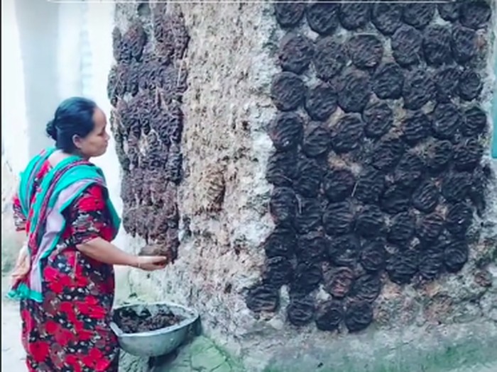Orang Bangladesh Masak Gunakan Kotoran Sapi untuk Pengganti Kayu Bakar