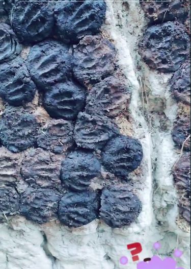 Orang Bangladesh Masak Gunakan Kotoran Sapi untuk Pengganti Kayu Bakar