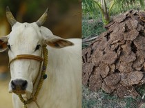 Orang Bangladesh Masak Pakai Kotoran Sapi untuk Pengganti Kayu Bakar
