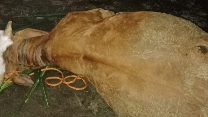 Dua sapi di Desa Tlogowatu, Klaten yang mati disambar petir.