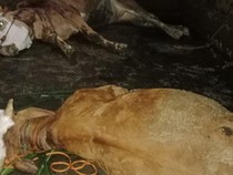 2 Sapi Mati Tersambar Petir di Kemalang Klaten