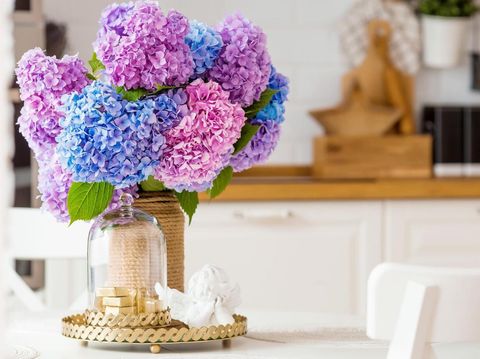 Tanaman hias bunga Hydrangea Colorful hydrangeas in the Scandinavian-style kitchen interior.