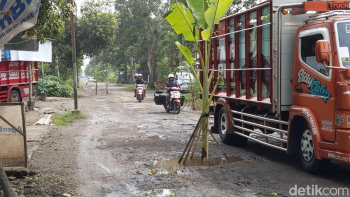 Warga Trenggalek Tanam Pohon Pisang di Jalan Kabupaten Warga Trenggalek Tanam Pohon Pisang di Jalan Kabupaten