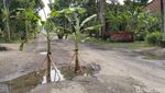 Warga Tanami Jalan yang Rusak dengan Pohon Pisang