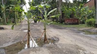 Sejumlah pohon pisang ditanam pada lubang jalan di jalur utama Ngetal-Gandusari.