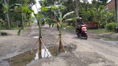 Warga Tanami Jalan yang Rusak dengan Pohon Pisang