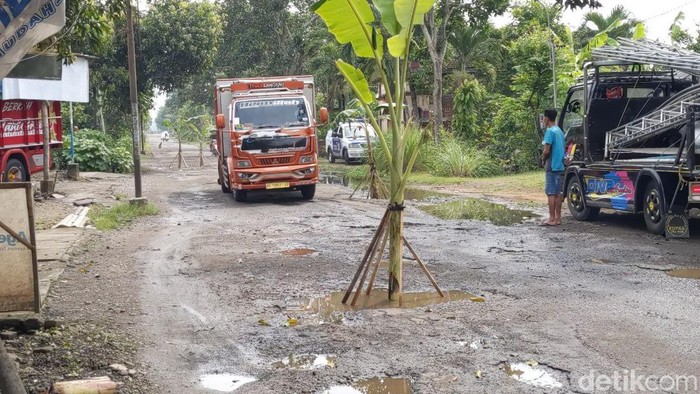 Warga Trenggalek Tanam Pohon Pisang di Jalan Kabupaten
