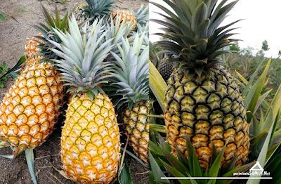 5 Buah Unik Khas Sumatera Utara, Durian Sidikalang hingga Nanas Sipahutar