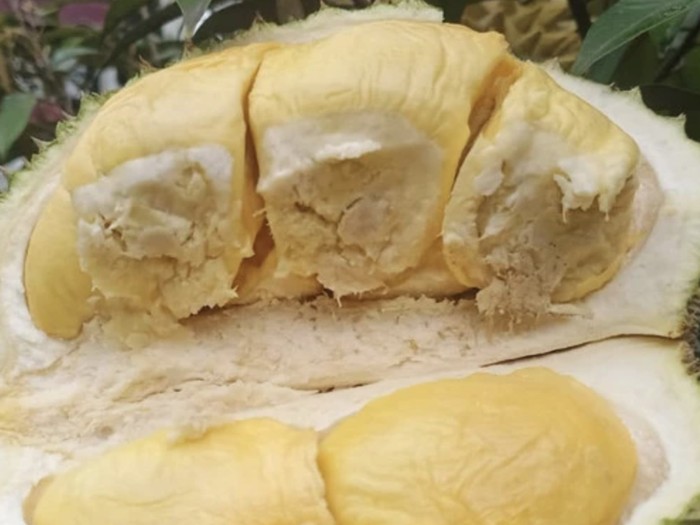 5 Buah Unik Khas Sumatera Utara, Durian Sidikalang hingga Nanas Sipahutar