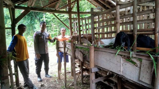 Aiptu Budi Wahono membuat rumah peduli bantu warga di berdayakan peternak kambing di Sragen