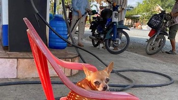 Anjingnya lagi cosplay jadi kancil. Foto: Boredpanda