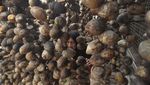 Duh! Harga Buah Pinang di Bengkulu Terjun Bebas