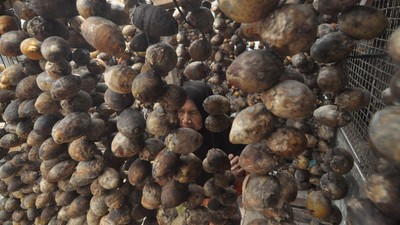 Duh! Harga Buah Pinang di Bengkulu Terjun Bebas