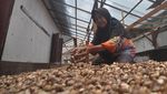 Duh! Harga Buah Pinang di Bengkulu Terjun Bebas