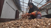 Seorang pekerja menjemur buah pinang di salah satu rumah produksi di Kabupaten Kaur, Bengkulu, Senin (17/2/2025).  