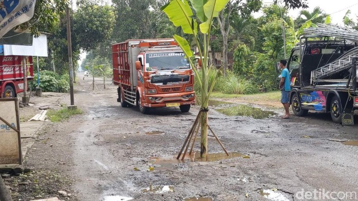 Jalan rusak di Trenggalek yang ditanami pohon pisang oleh warga setempat.