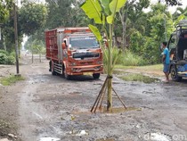 Jalan Rusak Nggak Dibetulin Malah Tumbuh Pohon Pisang yang Berbuah