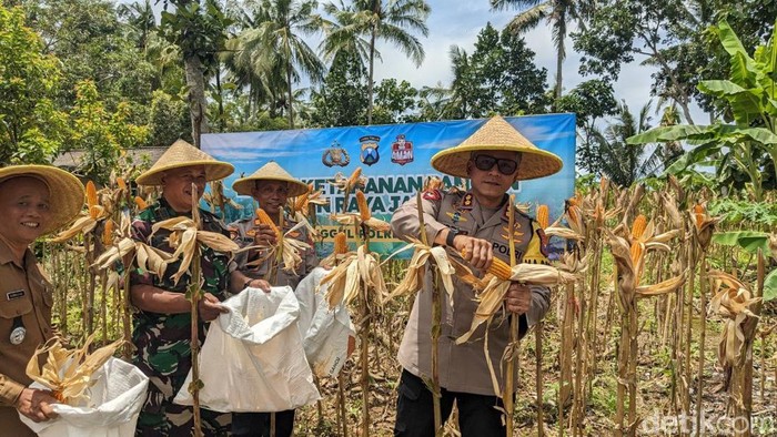 Kapolres Trenggalek Panen Raya Jagung Hasil Pemanfaatan Lahan Kosong