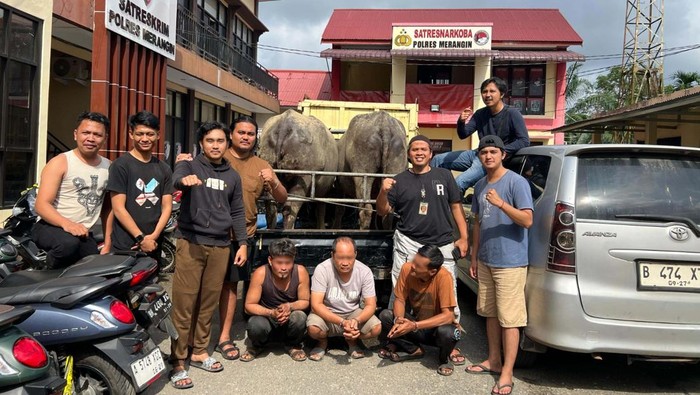 Komplotan pencuri ternak di Merangin, Jambi diringkus