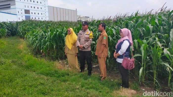 Lahan Tandus 9,7 Hektare di Pasuruan Disulap Jadi Ladang Jagung yang Subur