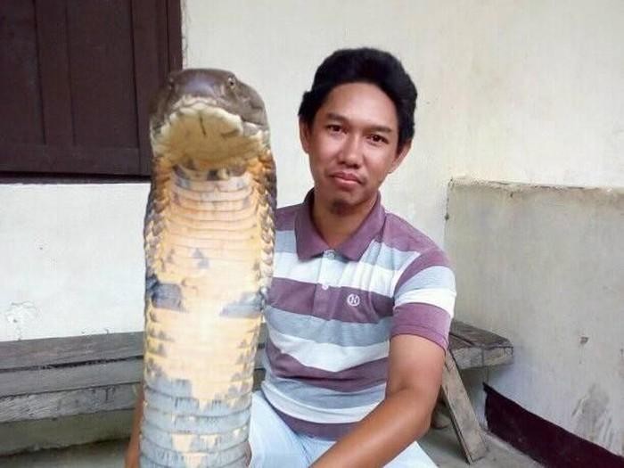Penampakan ular king kobra obesitas dari Kalimantan