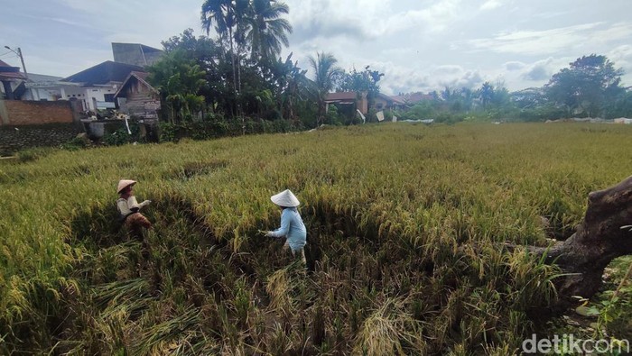 Petani di Lubuklinggau tengah melakukan panen padi