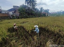 Petani Lubuklinggau Sumringah, Panen Lancar-Harga Gabah Tinggi