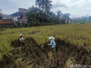 Sri Mulyani Siap Kucurkan Dana buat Bulog Beli Gabah-Beras Petani