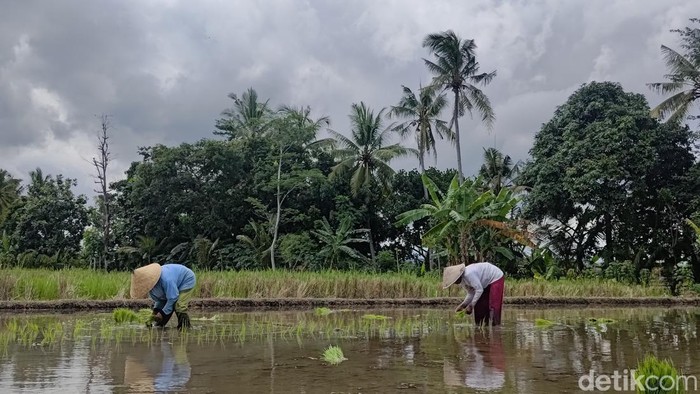 Petani tengah menanam padi di sawah di kecamatan Rogojampi, Banyuwangi.