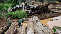 Tujuan operasi tersebut adalah untuk mengekang penebangan liar di kawasan lindung dan tanah adat dengan tingkat deforestasi tertinggi di negara tersebut, kata Jair Schmitt, kepala perlindungan lingkungan di Ibama. Para investigator juga mengaudit proyek-proyek kayu di lahan pribadi yang diduga melakukan penipuan terhadap dokumentasi pemerintah untuk menyembunyikan asal-usul kayu asli yang diperoleh secara ilegal, imbuh Schmitt.