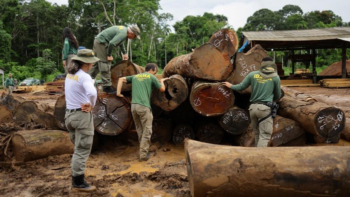 Agents of the ICMBio (Chico Mendes Institute for Biodiversity Conservation) and Brazilian Institute for the Environment and Renewable Natural Resources (IBAMA) inspect logs seized from the Amazon rainforest during an operation to combat deforestation, at a sawmill in Nova California, Rondonia State, Brazil February 8, 2025. REUTERS/Ueslei Marcelino